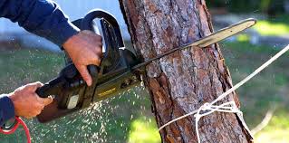 Trusted Donalsonville, GA Tree Care Experts