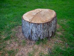 Best Tree and Shrub Care  in Donalsonville, GA