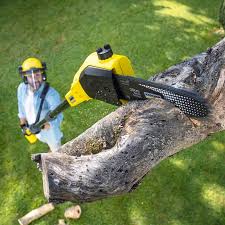 Best Root Management and Removal  in Donalsonville, GA