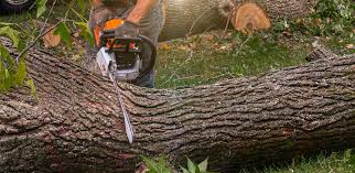 Best Palm Tree Trimming  in Donalsonville, GA