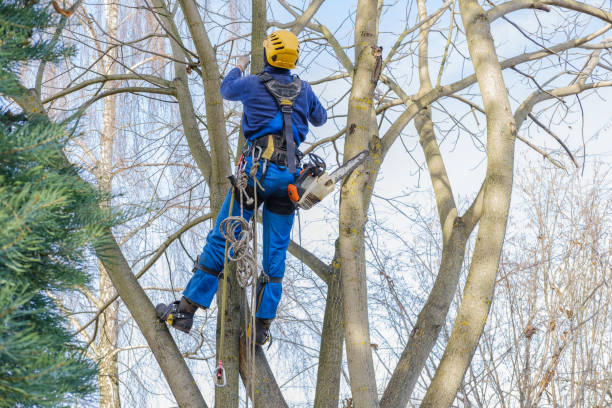 Best Hedge Trimming  in Donalsonville, GA