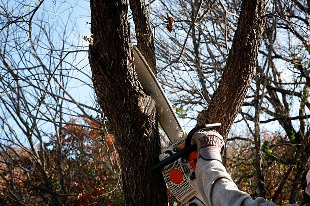 Best Lawn Pest Prevention  in Donalsonville, GA