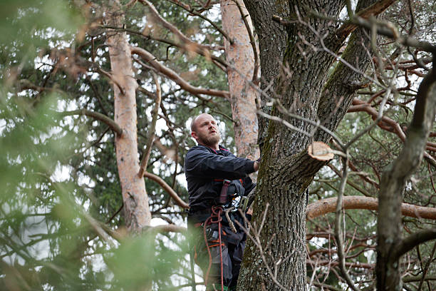 Best Storm Damage Tree Cleanup  in Donalsonville, GA