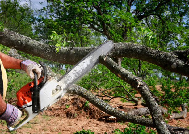 Best Hazardous Tree Removal  in Donalsonville, GA